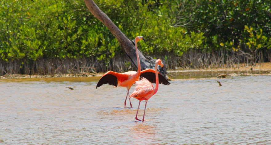 Isla Holbox is an eco tourism paradise, Allegro Luxury Vacations