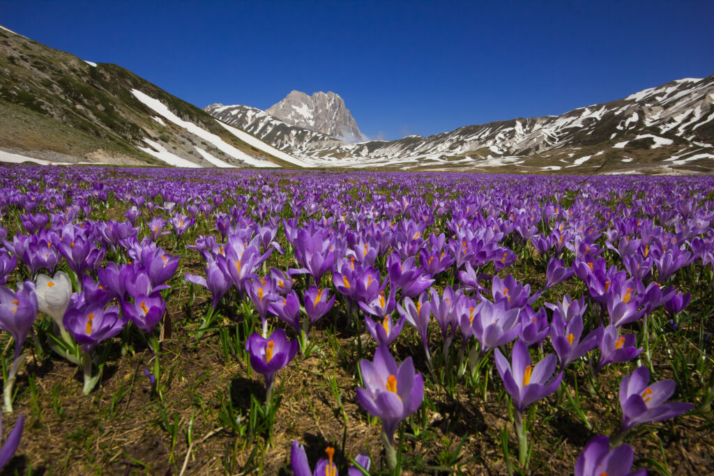 Abruzzo Italy mountain landscape with purple crocus field, alpine scenery, and snow-capped peaks